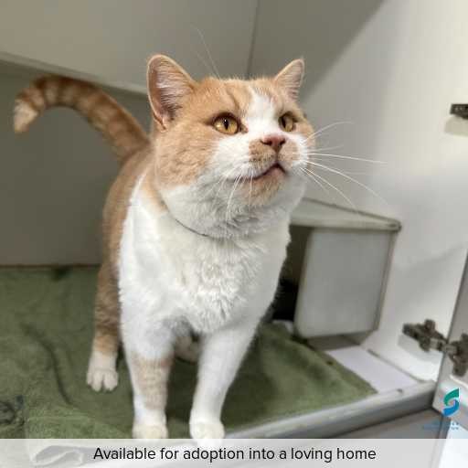 ID: C250443 Photo of this cat.