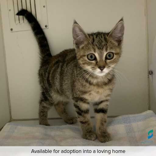 ID: C250479 Photo of this cat.