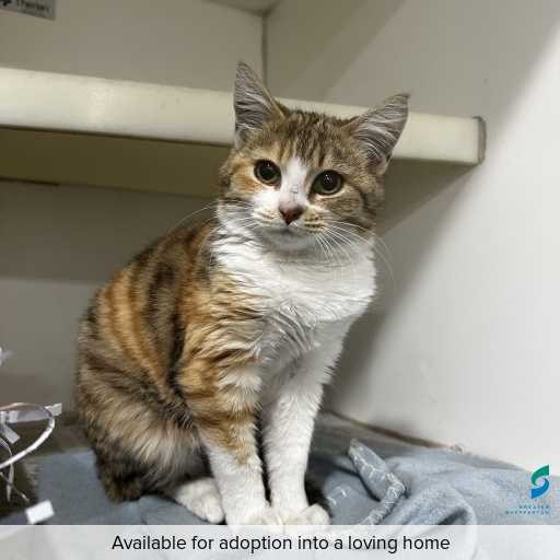 ID: C250510 Photo of this cat.