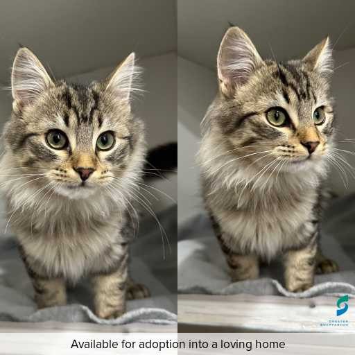 ID: C250527 Photo of this cat.