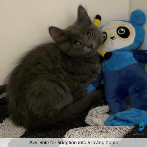 ID: C250555 Photo of this cat.