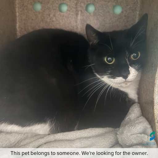 Photo of this cat.
