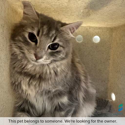 Photo of this cat.