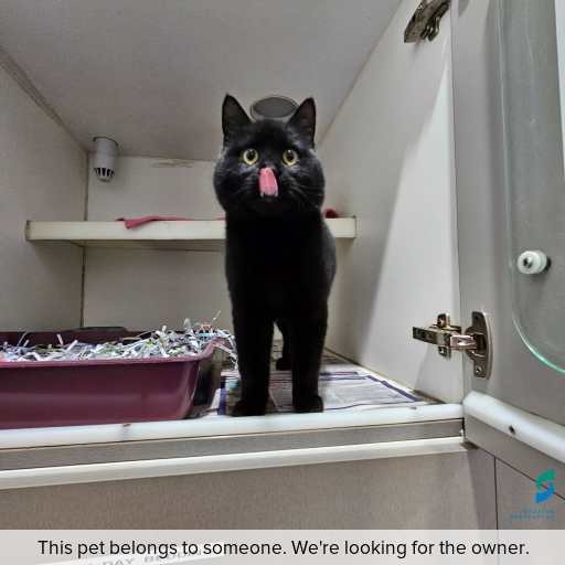 Photo of this cat.