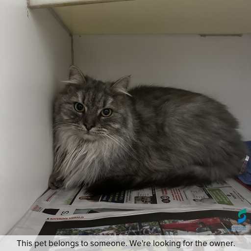 Photo of this cat.