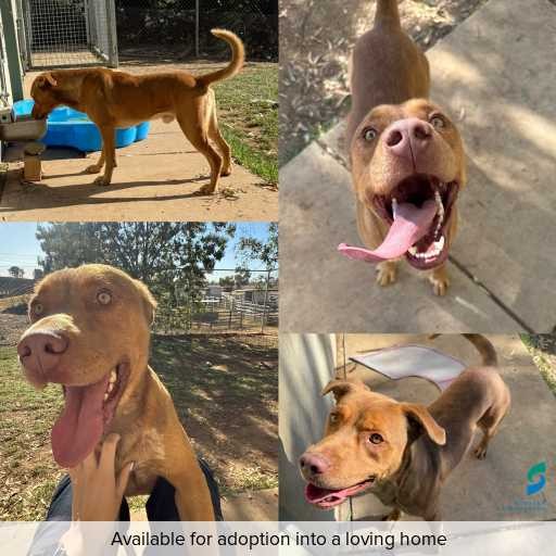 ID: D250068 Photo of this dog.