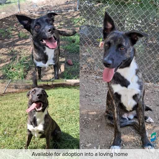 ID: D250126 Photo of this dog.