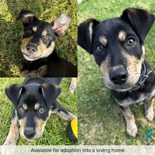 ID: D250265 Photo of this dog.