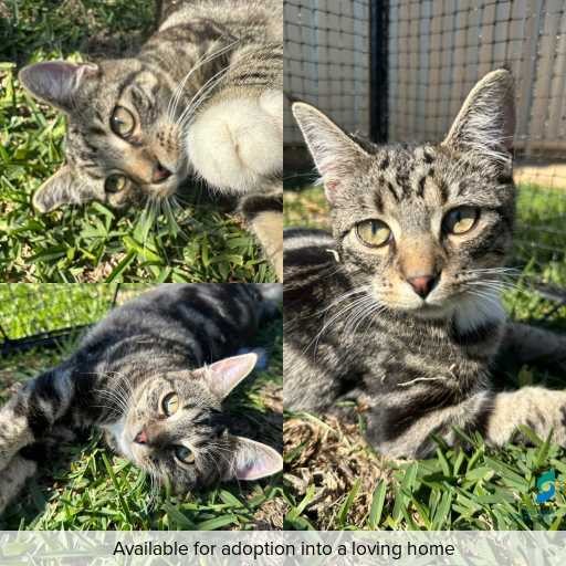 ID: C241405 Photo of this cat.