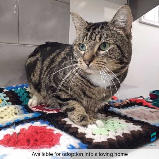 ID: C250871 Photo of cat with ID of : C250871.