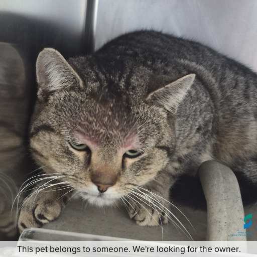 Photo of cat with ID of : C260908.