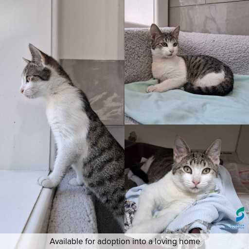 ID: C250084 Photo of this cat.