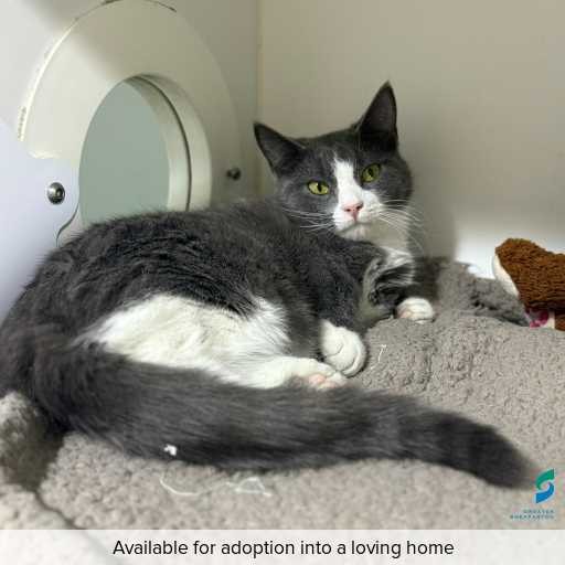 ID: C250093 Photo of this cat.