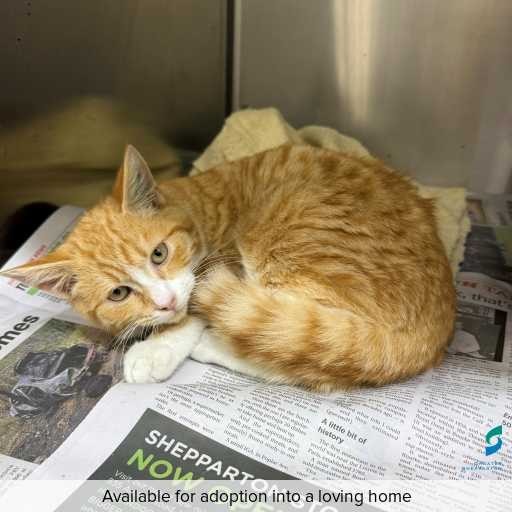 Photo of this cat.