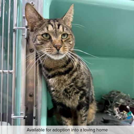 ID: C250271 Photo of this cat.