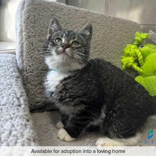ID: C250289 Photo of this cat.