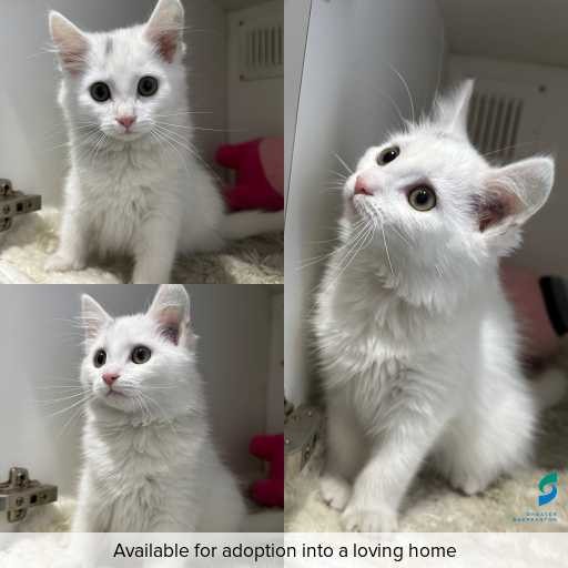 ID: C250306 Photo of this cat.