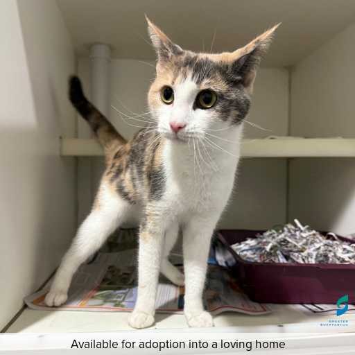 ID: C250347 Photo of this cat.