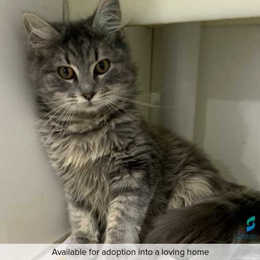 ID: C250377 Photo of this cat.