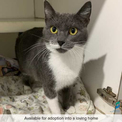 Photo of this cat.