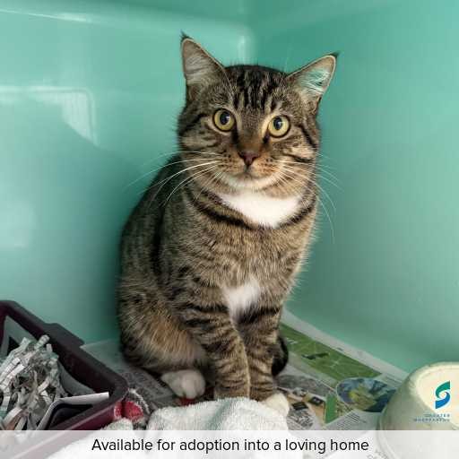 Photo of this cat.