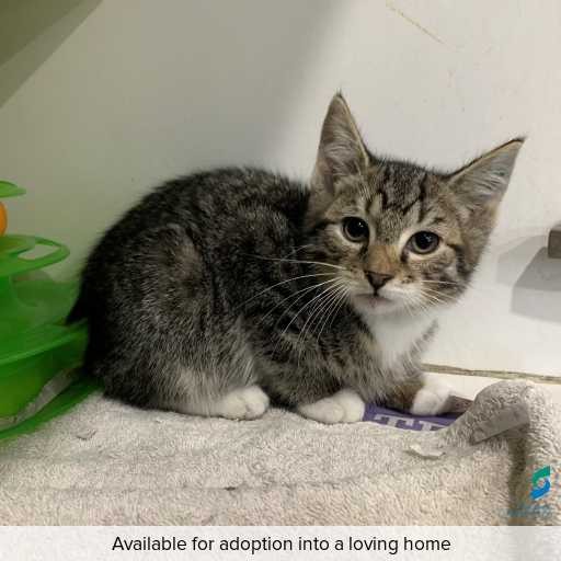 ID: C250419 Photo of this cat.