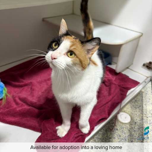 ID: C250433 Photo of this cat.