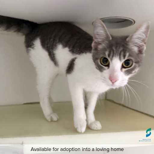 ID: C250441 Photo of this cat.