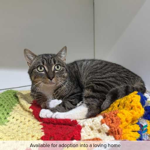 ID: C250455 Photo of this cat.