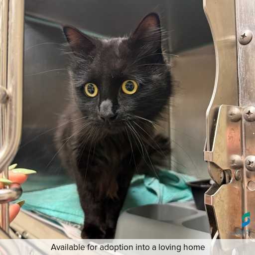 ID: C250461 Photo of this cat.