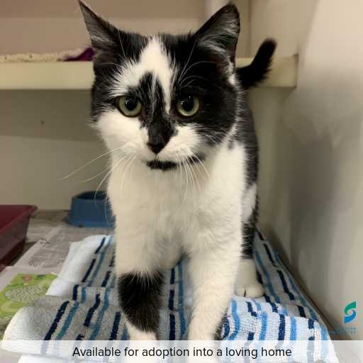 ID: C250466 Photo of this cat.