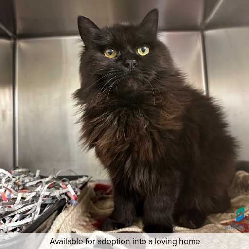 ID: C250477 Photo of this cat.