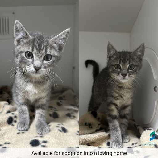 ID: C250481 Photo of this cat.