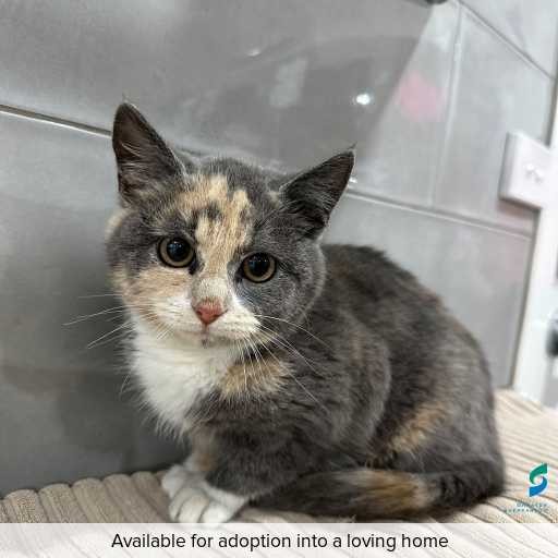 ID: C250505 Photo of this cat.
