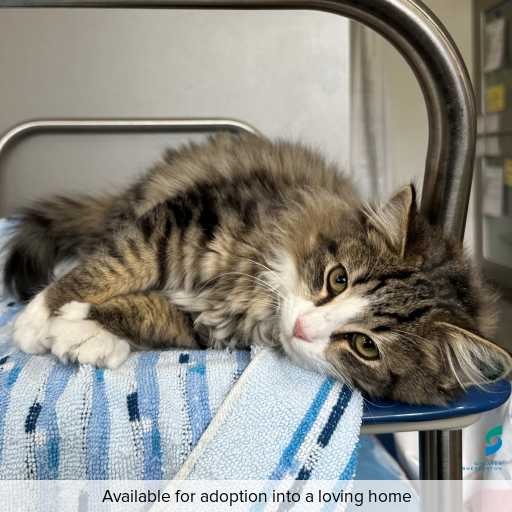 ID: C250523 Photo of this cat.