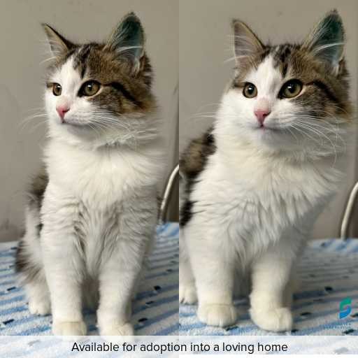 ID: C250525 Photo of this cat.