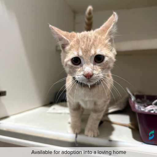 ID: C250560 Photo of this cat.