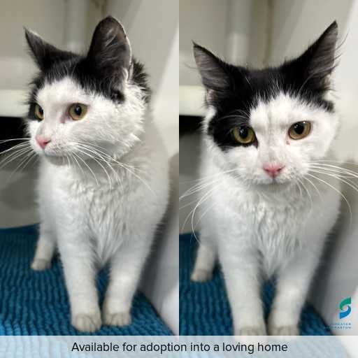 Photo of cat with ID of : C250670.
