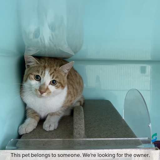 Photo of this cat.