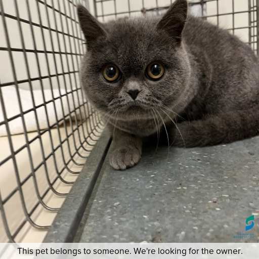 Photo of this cat.