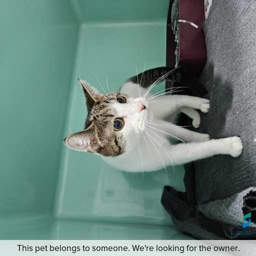 Photo of this cat.