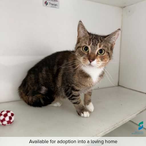 ID: C250727 Photo of cat with ID of : C250727.