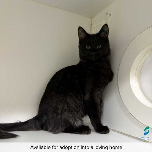 ID: C250743 Photo of cat with ID of : C250743.