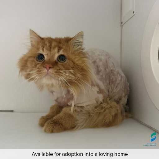 Photo of cat with ID of : C250755.