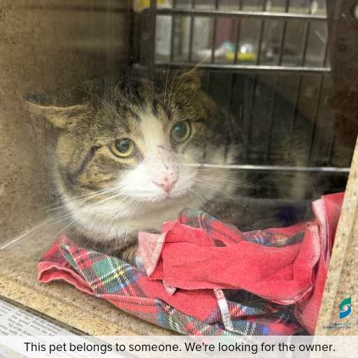 Photo of cat with ID of : C250798.