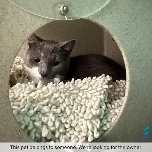 Photo of cat with ID of : C250799.