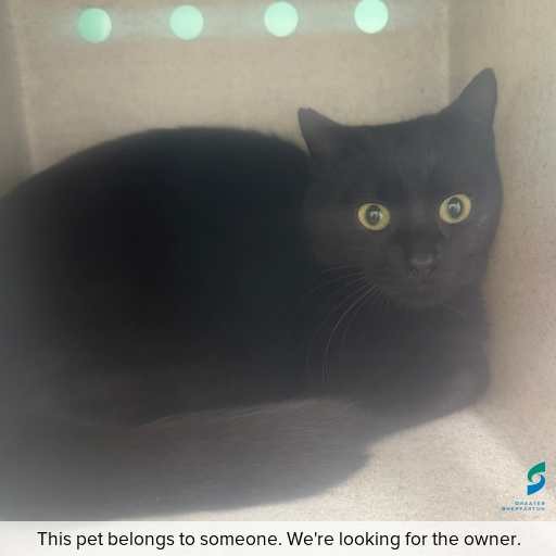 Photo of cat with ID of : C250801.