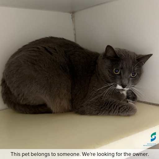 Photo of cat with ID of : C250802.