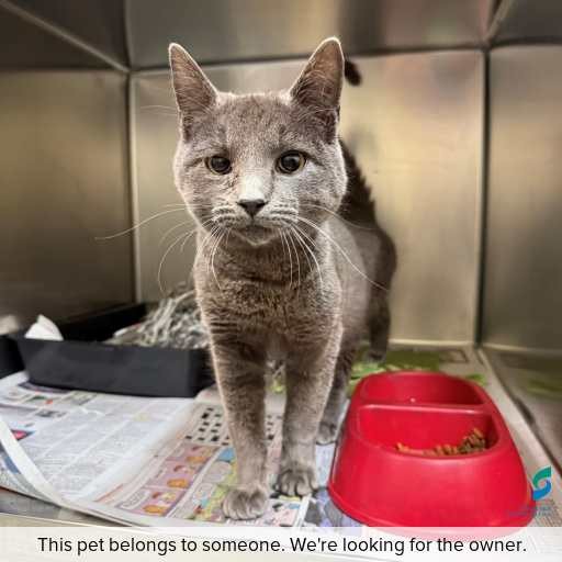 Photo of cat with ID of : C250803.