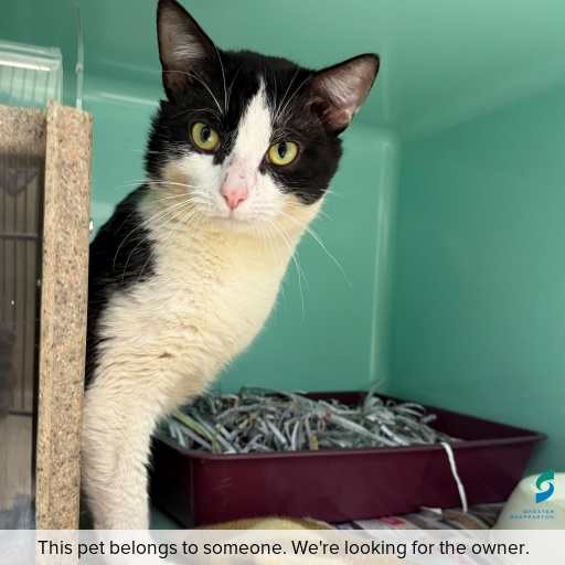 Photo of cat with ID of : C250804.